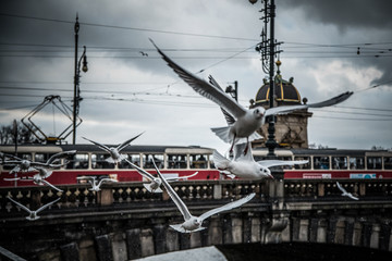 Fototapeta na wymiar Pigeons flying over tram on old bridge
