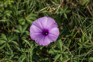 Fototapeta na wymiar Beautiful close up purple morning glories flower on ground.