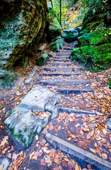 old steps at a forest