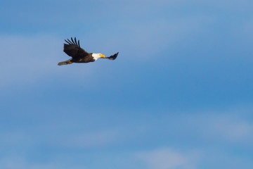 Bald eagle in flight against a blue sky