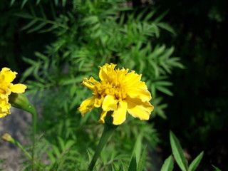 yellow flowers in garden