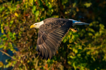 Bald Eagle flying against a backdrop of Trees