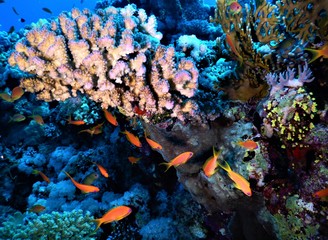 Fototapeta na wymiar morze czerwone koral biały nurkowanie