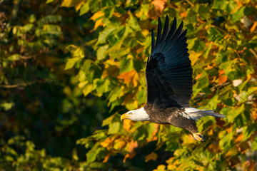 Bald Eagle flying against a backdrop of Trees