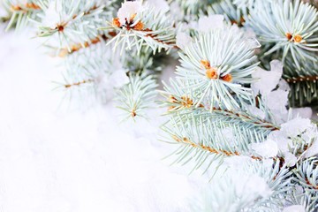 Naklejka na ściany i meble New Year and Christmas background with blue spruce, ice crystals and snow flakes. place for text. copy space.