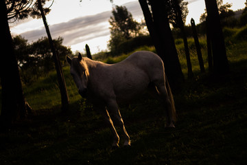 Caballo atardecer