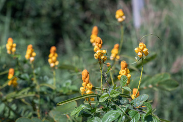 Beautiful Senna alata plant.Also known as emperor's candlesticks,candle bush,candelabra bush,Christmas candles,empress candle plant,ringworm shrub or candle tree.