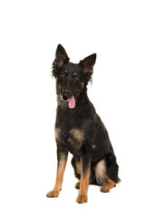 Sitting bohemian shepherd looking at the camera with mouth open isolated on a white background in a vertical image