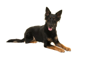 Bohemian shepherd lying down looking at the camera isolated on a white background