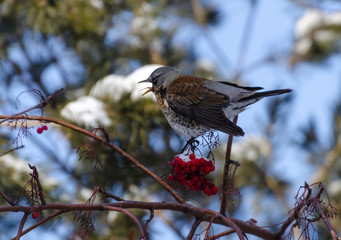 fieldfare on a branch of a mountain ash