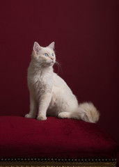 Pretty longhaired white Ragdoll cat with blue eyes sitting on a burgundy red cushion on a burgundy red background in a classic look looking away in a vertical image