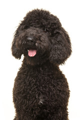 Portrait of a black labradoodle dog looking away isolated on a white background in a vertical image