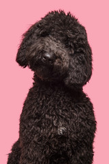 Portrait of a black labradoodle dog looking at the camera on a pink background