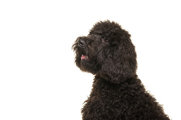 Portrait of a black labradoodle dog looking up isolated on a white background seen from the side