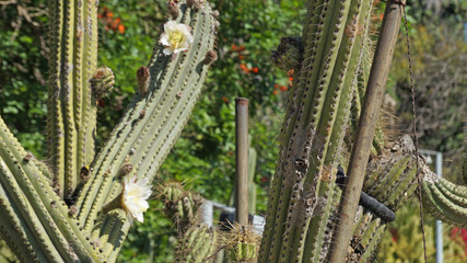 Flowering cacti with white flowers in the Kuktus Park in Barcelona.