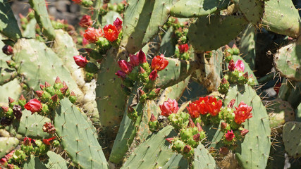 Flowering cacti with red flowers in the Cactus Park in Barcelona.