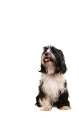 Sitting Tibetan terrier looking up isolated on a white background
