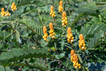 Beautiful Senna alata plant.Also known as emperor's candlesticks,candle bush,candelabra...