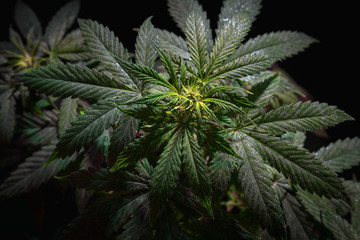 Fototapeta na wymiar Top of the inflorescence of the cannabis plant, marijuana leaves against a black background