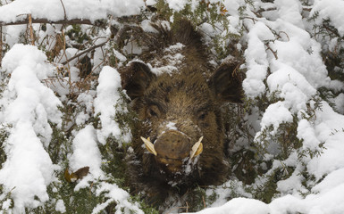 wild boar in spruce forest in winter