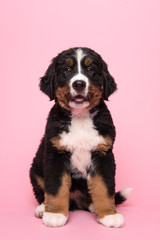 Cute Bernese Mountain dog sitting on a pink background with mouth open