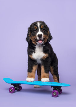 Cute bernese moutain dog puppy on a skateboard on a purple background in a vertical image