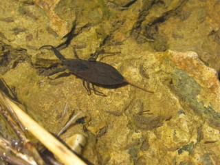 Insect