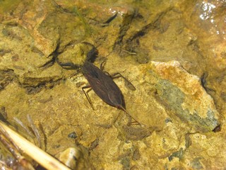 Insect