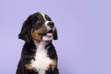 Poster Portrait of a bernese mountain dog puppy looking up on a purple background © Elles Rijsdijk