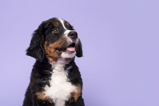 Portrait of a bernese mountain dog puppy looking up on a purple background