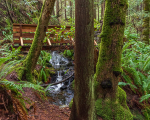 Small mountain creek in Vancouver, Canada. Long exposure water flow.