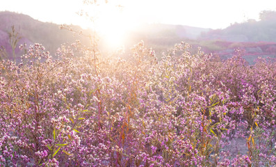 Autumn meadow flowers sunrise lilac purple blue field mountain sunset sunlight