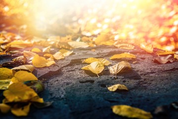 Nice color leaves  nature background abstract macro close up autumn