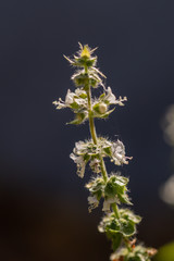 Close up Lemon basil  or Hoary basil plant in a garden.(Ocimum basilicum)