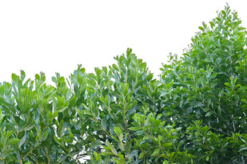 Obraz premium Green leaves tree top isolated on white background