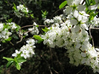 Cherry blossom