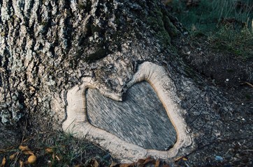heart on a tree