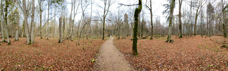 Kładka Żebra Żubra. Szlak pieszy. Trasa turystyczna. Białowieża, Podlasie, Polska.