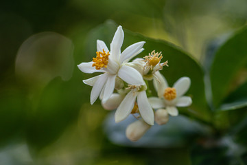 Selective focus white lime flower and green leaf.