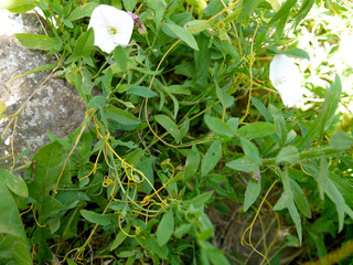 Povilka. Climbing plant parasite on the green grass.
