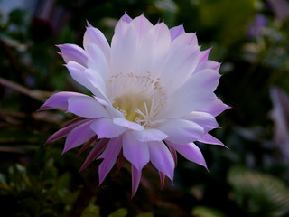 Gentle white-pink cactus flower 