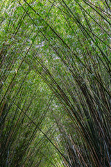 Plantação de bambu, amplamente utilizada na construção e culinária, por muitos da cultura chinesa