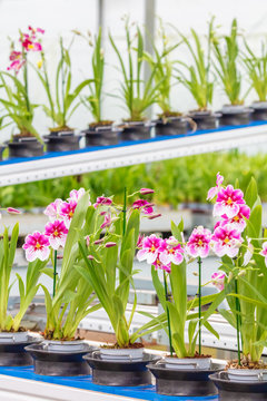 Distribution of blooming orchids on a conveyor belt