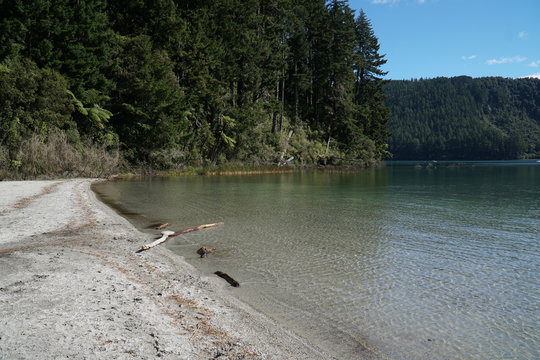 Lake Shore Of The Blue Lake In Rotorua