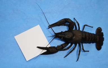 Crayfish on a blue background. His claw gripped a blank white sheet of paper. The view from the top.  Blank space for writing. Blank for design. The concept of humor.