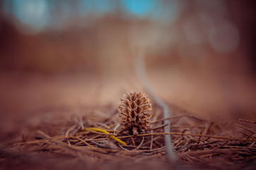 Brown pinecones with bokeh background. Can be used for christmas greeting background