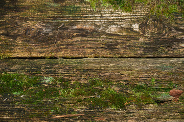 old boards overgrown with moss