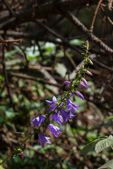 Alto adige sunny day outdoor travel