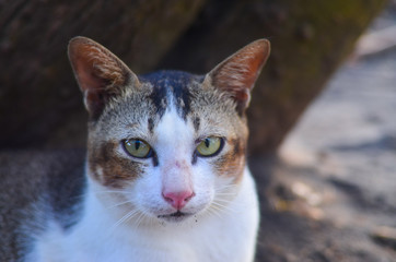 portrait of a cat. close up cat. sharp cat eyes. cute cat