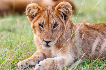 Lion cub lying in the grass